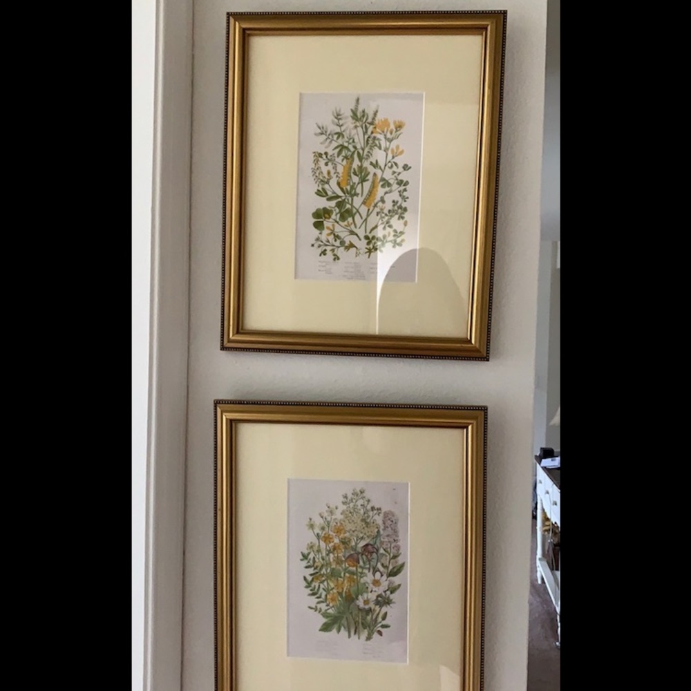 ‼️SOLD‼️2 Botany Prints with Frames